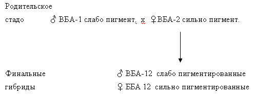 Схема скрещивания